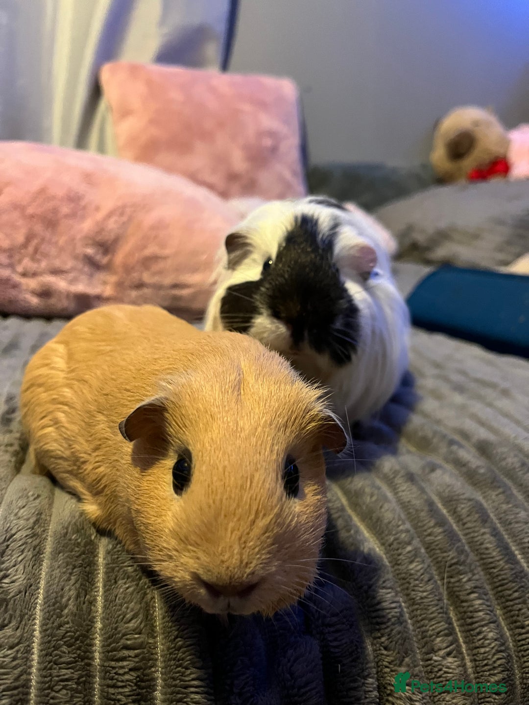 Guinea Pig rodents for sale: Bonded pair of guinea pigs  - Image 3
