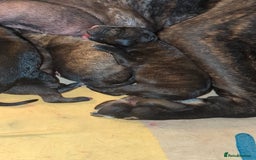 Mixed Breed dogs for sale: Presa canario cross cane corso pups - Image 12