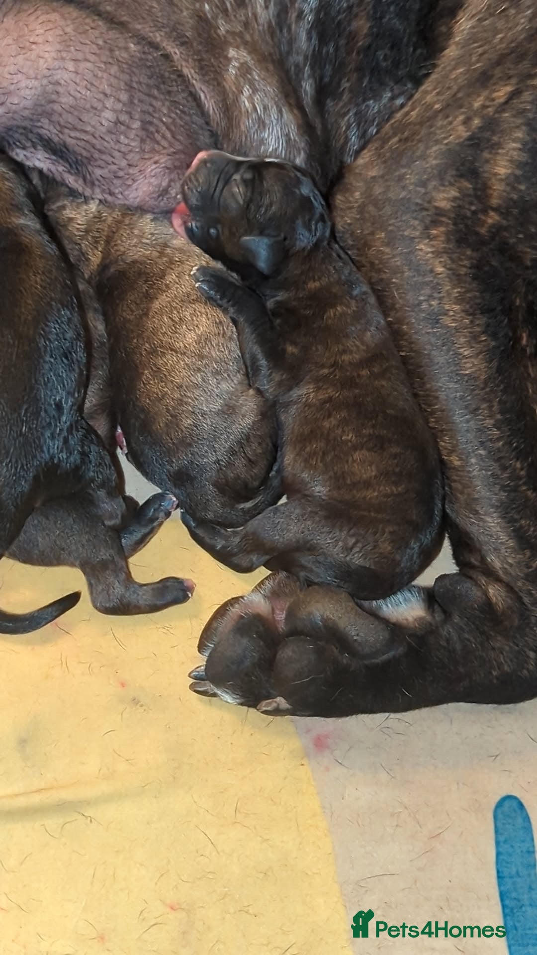 Mixed Breed dogs for sale: Presa canario cross cane corso pups - Image 12