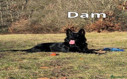 German Shepherd dogs for sale: Exceptional KC Reg DDR GSD Puppies Rare Bloodlines - Image 2