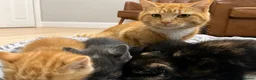 Mixed Breed cats for sale: 4 tiny bundles of chaos and cuddles  - Advert 2