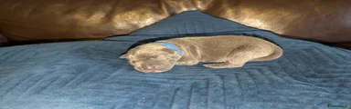 Staffordshire Bull Terrier 2