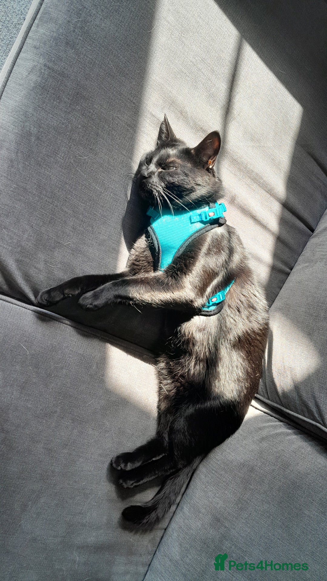 Mixed Breed cats for sale: Rehoming our cat ASAP! in Reading - Image 5