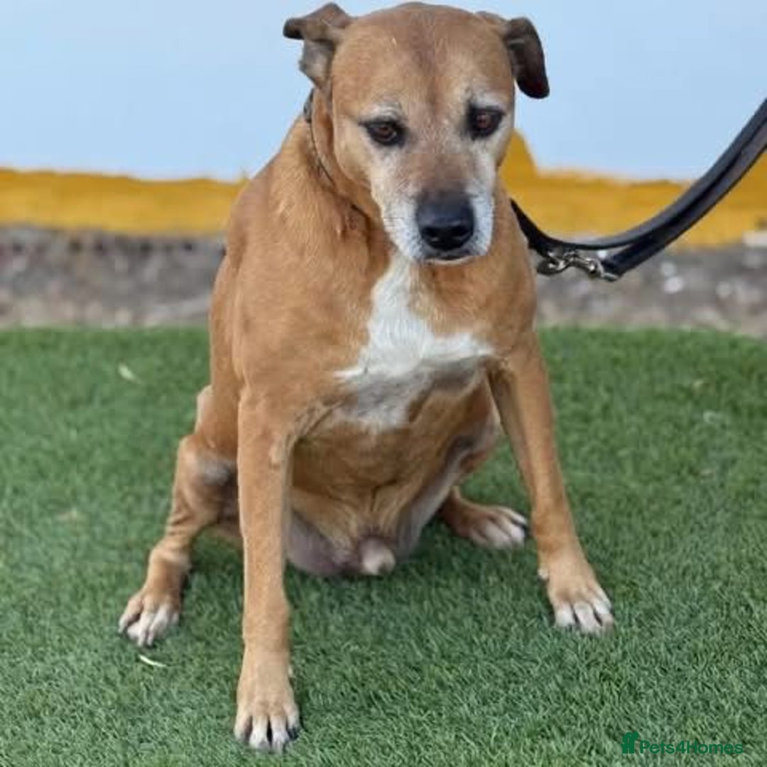Mixed Breed dogs for adoption: REX - 🆘 Please don’t let me die in the kennels.  - Image 4