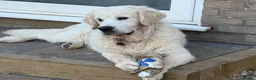 Golden Retriever dogs for sale: KC reg fully health tested 1 year old male  - Advert 9