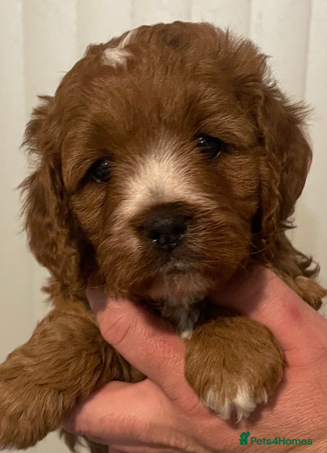 Cavapoo dogs for sale: STUNNING HEALTH CLEAR CAVAPOO PUPPIES  - Advert 19