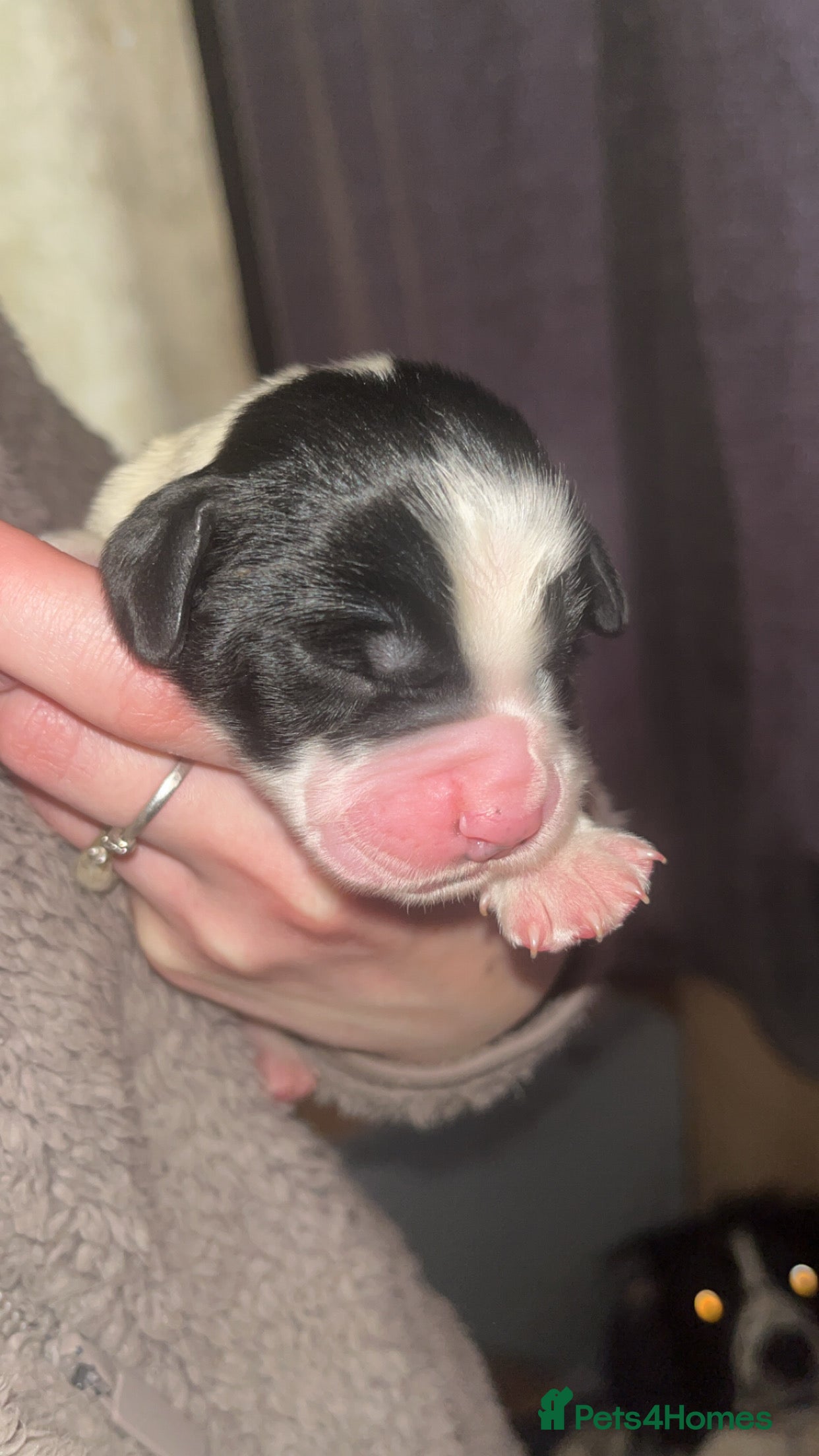 Sprocker dogs for sale: 12 beautiful sprocker spaniels  - Advert 15
