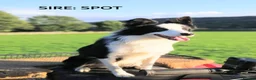 Border Collie dogs for sale: PURE-BRED BORDER COLLIE PUPS  - Advert 11