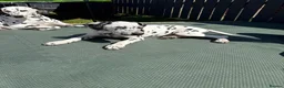 Dalmatian dogs for sale:  KC REGISTERED DALMATIAN PUPS  - Advert 12
