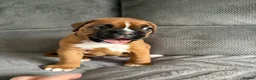 Boxer dogs for sale: Gorgeous classic boxers  in Newcastle - Advert 9
