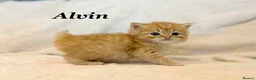 Persian cats for sale: Six absolutely stunning Persian Kittens - Advert 9