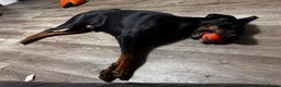 Dobermann dogs for sale: Fully Trained, KC registered Doberman - Advert 12