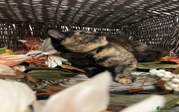 British Shorthair cats for sale: REDUCED Two tortoise shell kittens 5 month old  - Image 2