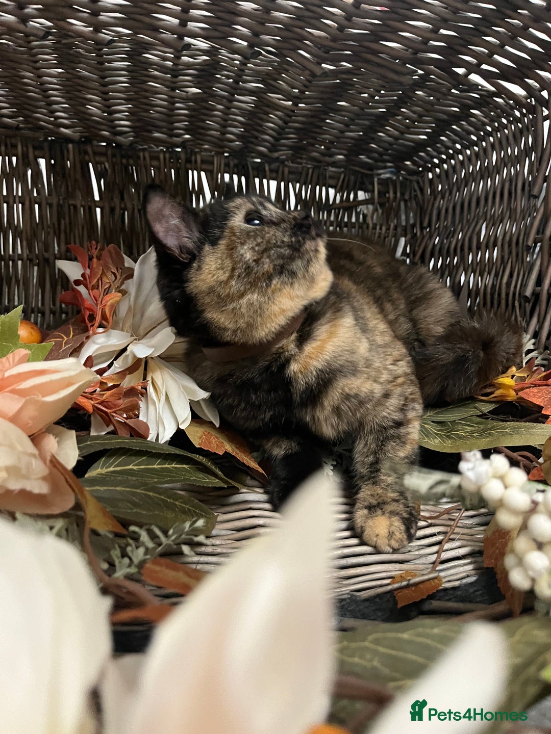 British Shorthair cats for sale: REDUCED Two tortoise shell kittens 5 month old  - Image 2