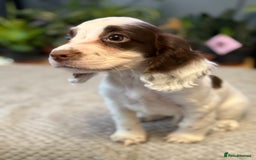 Cocker Spaniel dogs for sale: Four beautiful *working* cocker spaniel puppies - Advert 6