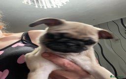 Pug dogs for sale: 4 beautiful pugs for sale 1 boy 3 girls  - Image 3