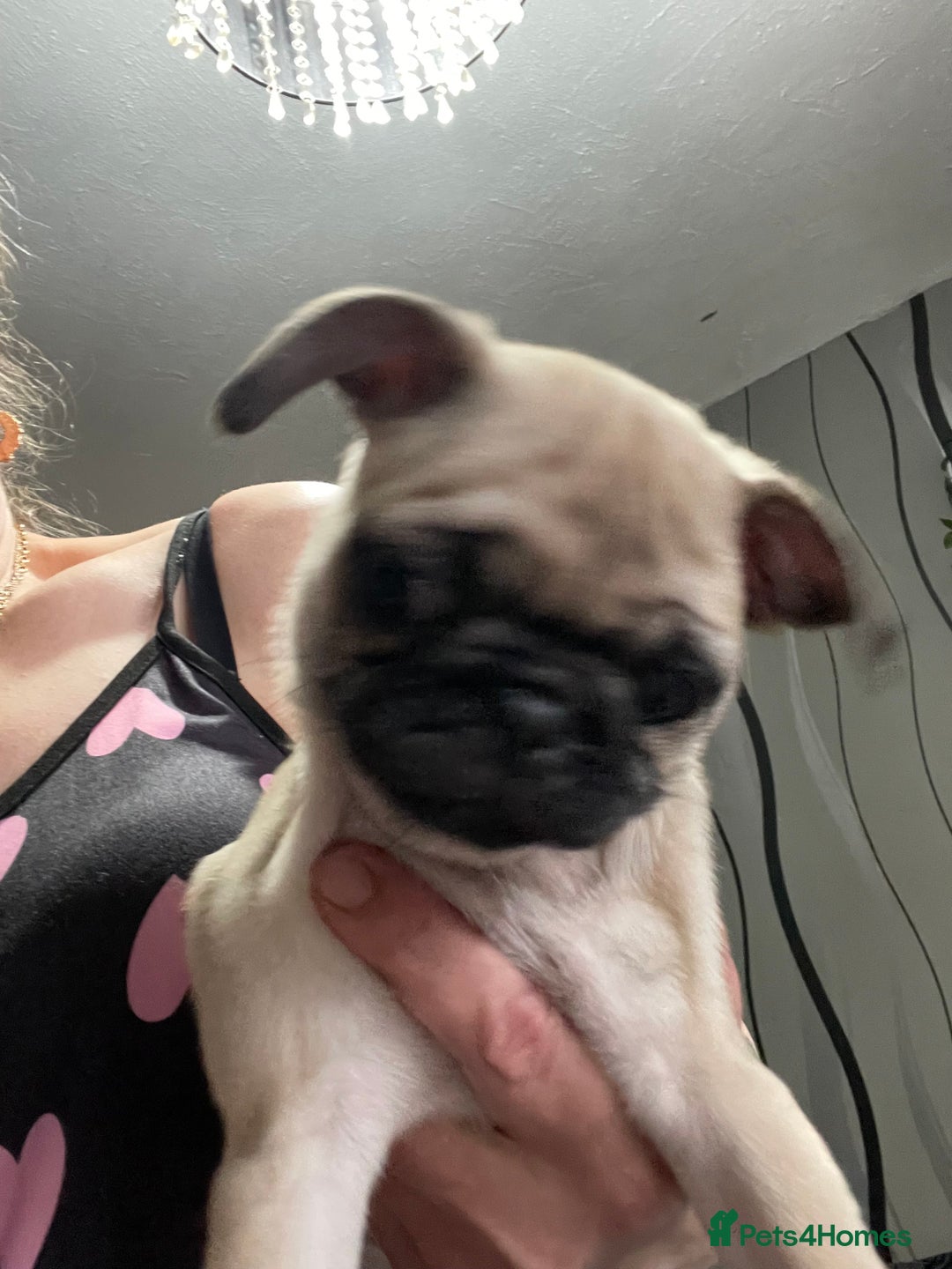 Pug dogs for sale: 4 beautiful pugs for sale 1 boy 3 girls  - Image 3
