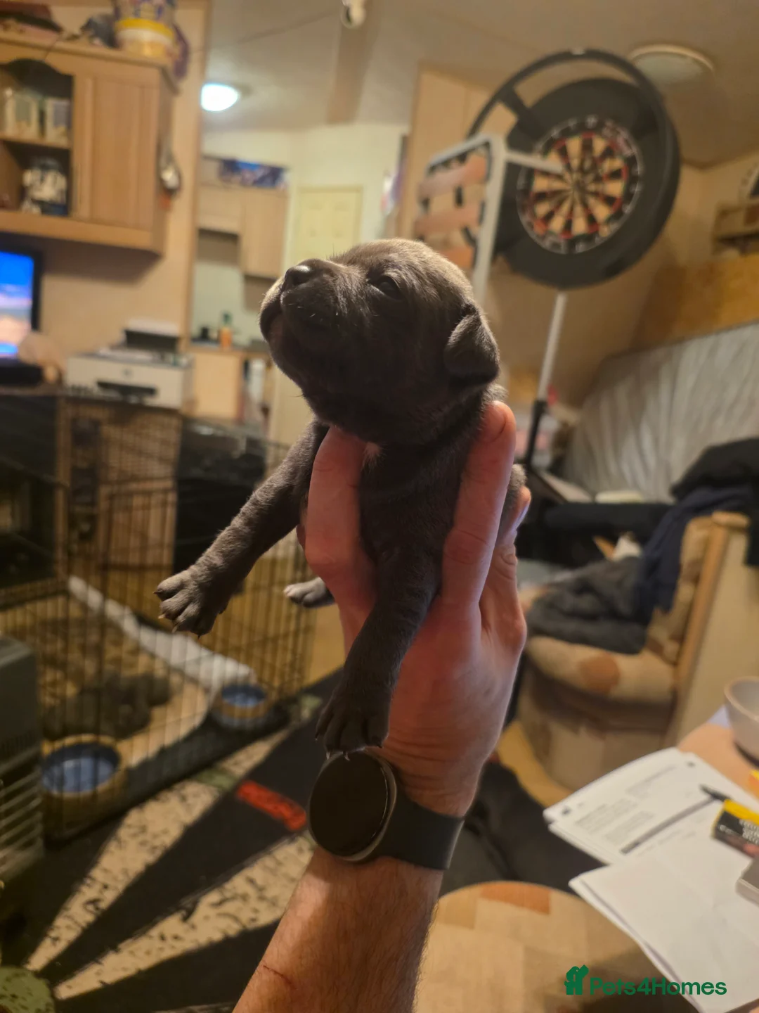 Staffordshire Bull Terrier dogs for sale: Blue Staffordshire Bull Terrier - Advert 30