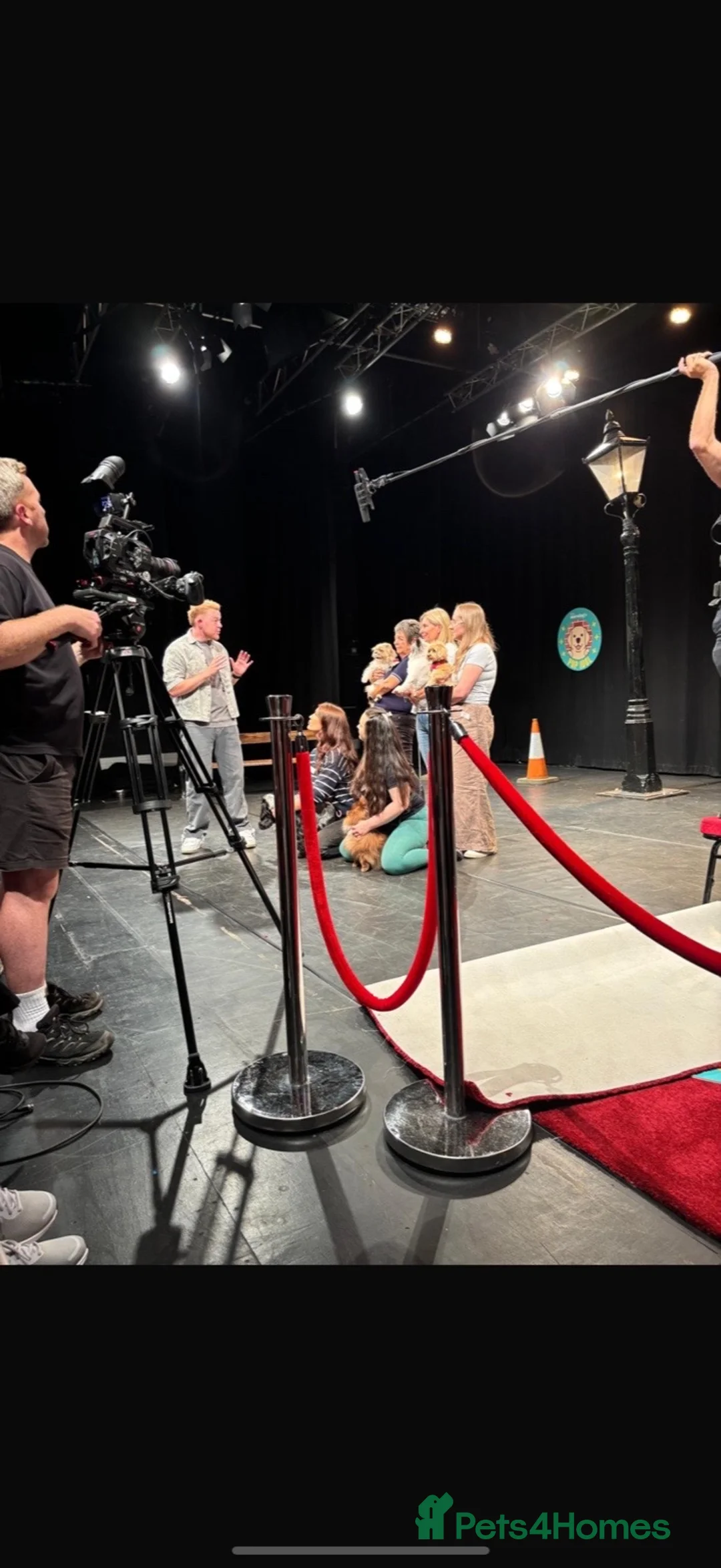 Pomeranian dogs for stud: Proven Chocolate KC in Runcorn - Advert 7