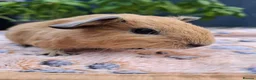 Guinea Pig rodents for sale: Swiss, Cali, Self Black & Smooth Baby Guinea Pigs - Advert 4