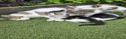European cats for sale: 5 European Kittens  - Advert 13