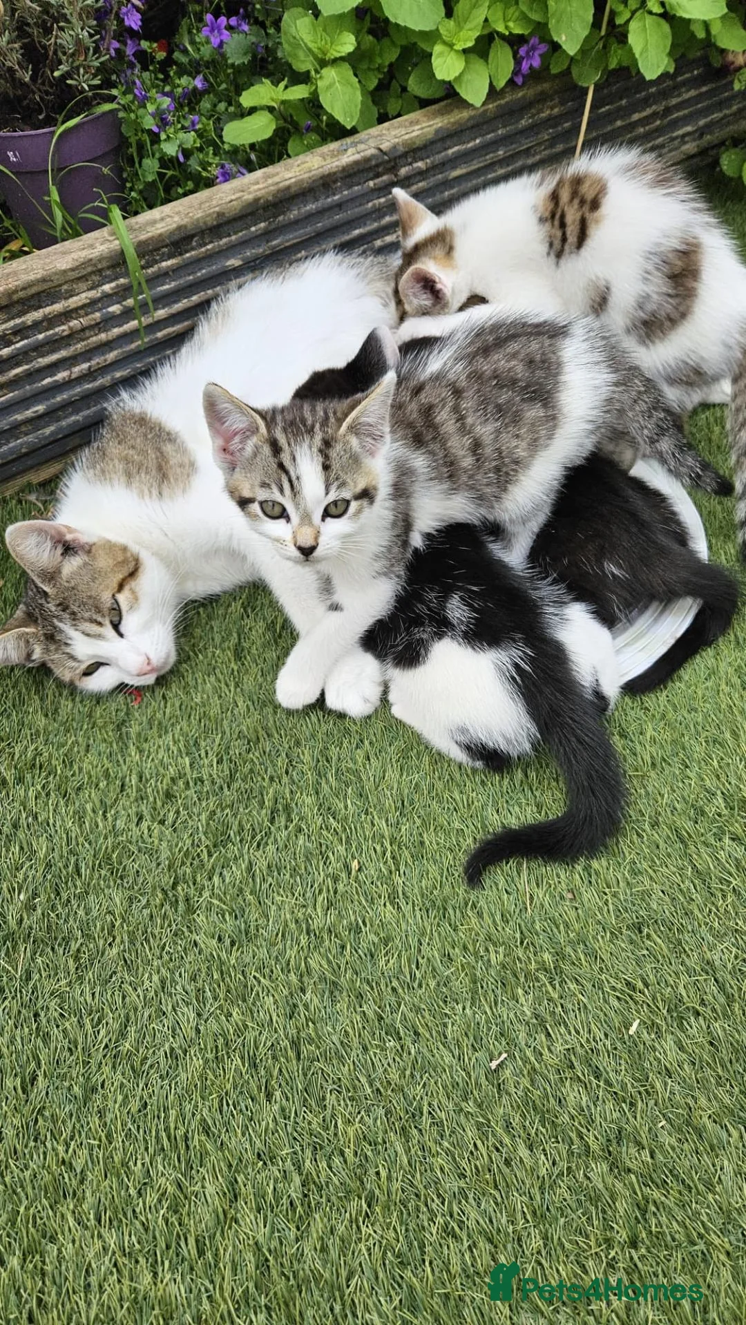 European cats for sale: 5 European Kittens  - Advert 13