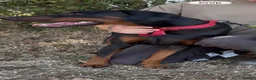 Dobermann dogs for sale: Ruby Beautiful Doberman Girl - Advert 5