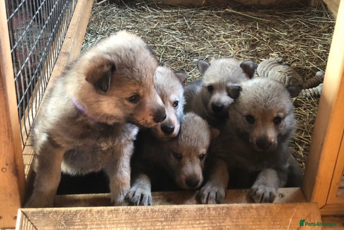 Wolf Dog Puppies For Sale In England