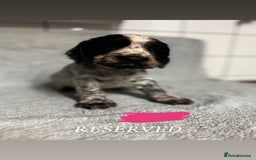 Cocker Spaniel dogs for sale: Cocker Spaniel Puppies - Advert 9