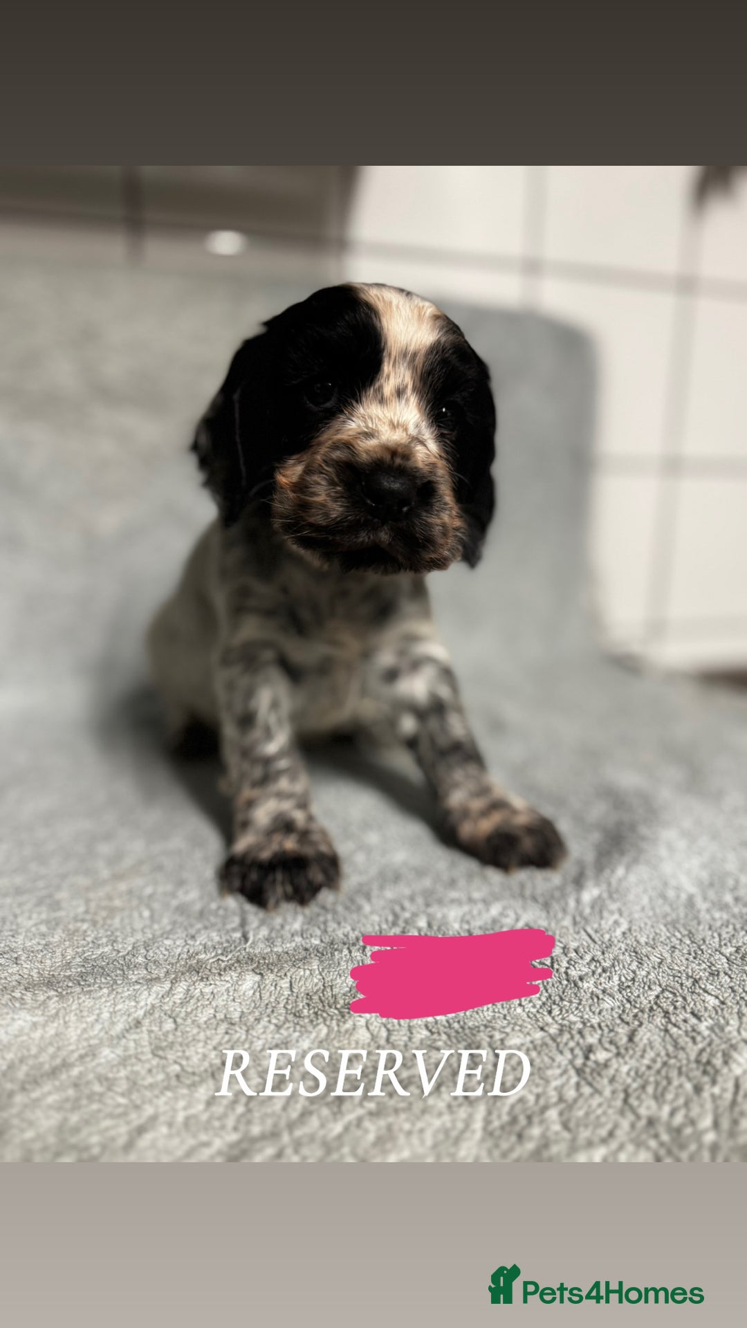 Cocker Spaniel dogs for sale: Cocker Spaniel Puppies - Advert 9