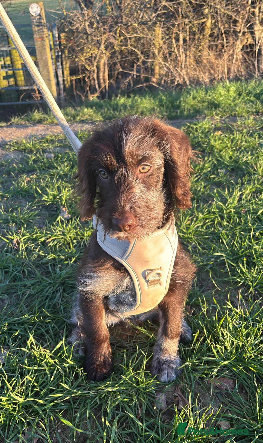 Labradoodle dogs for sale: Chocolate merle labradoodle  - Advert 4