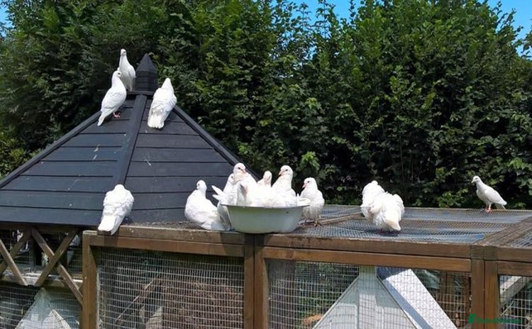 Doves birds - Advert 1
