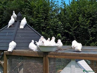 Doves birds - Advert 11