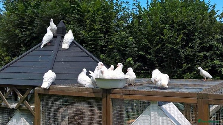 Doves birds - Advert 1