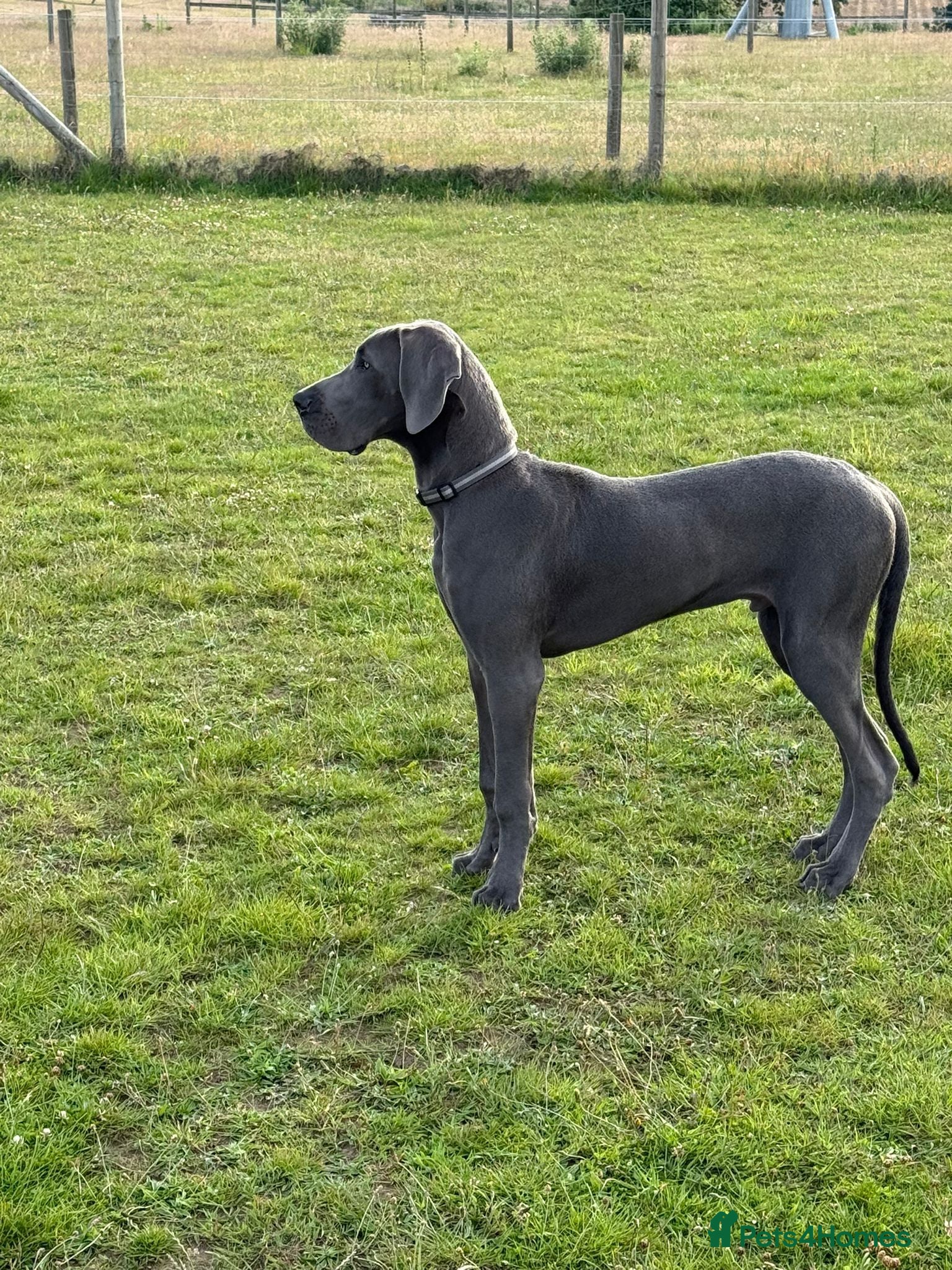 Great Dane dogs 8 month old great dane puppy  - Advert 9