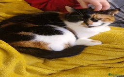 British Shorthair cats for sale: 2 Cats looking for a new loving home for £20. - Image 3