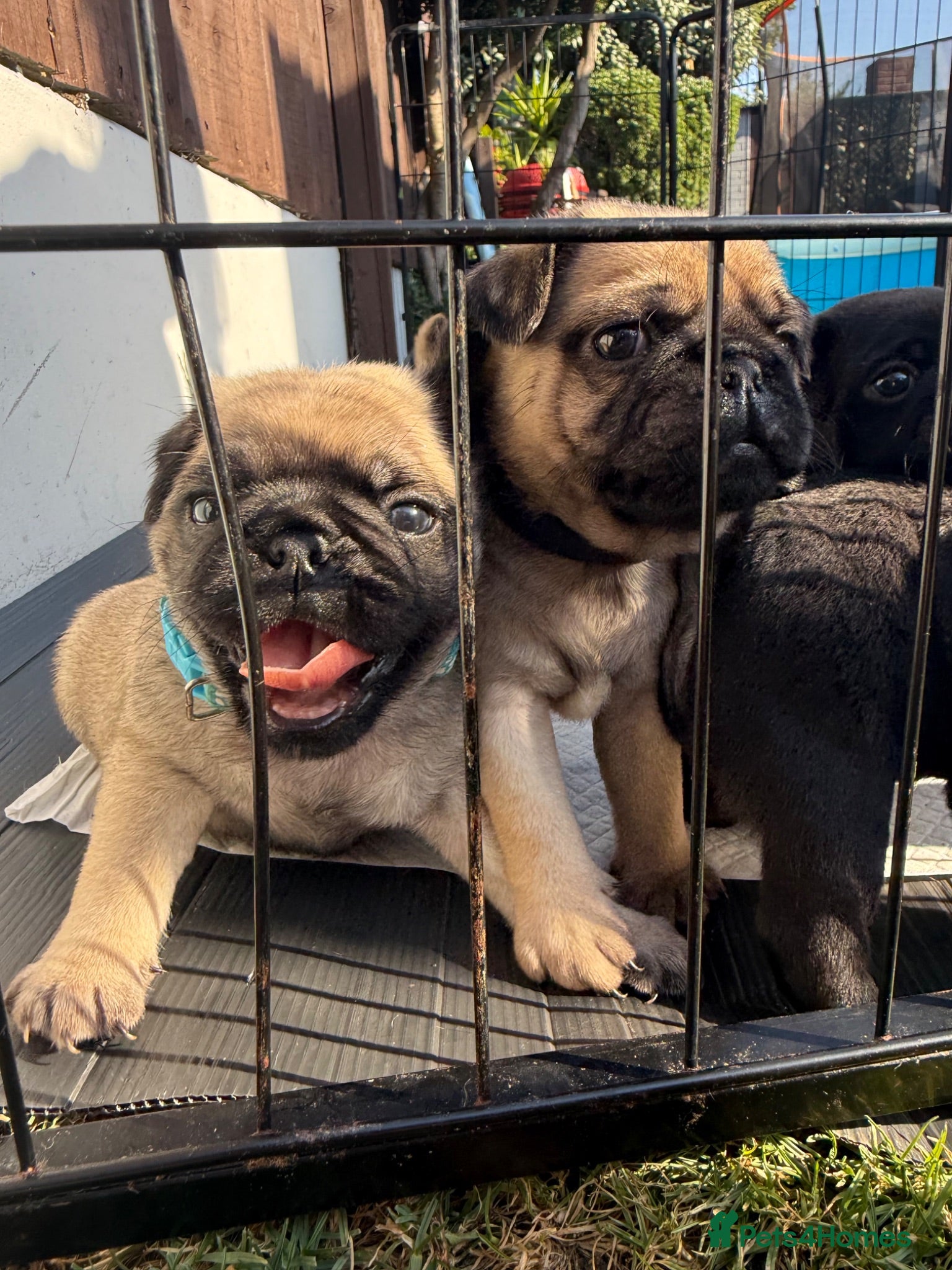 Pug dogs Pug Puppies ❤️🩵🩷💙💚💛 - Advert 1