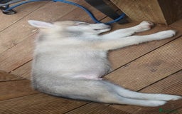 Mixed Breed dogs for sale: Huskita malamutes - Image 10