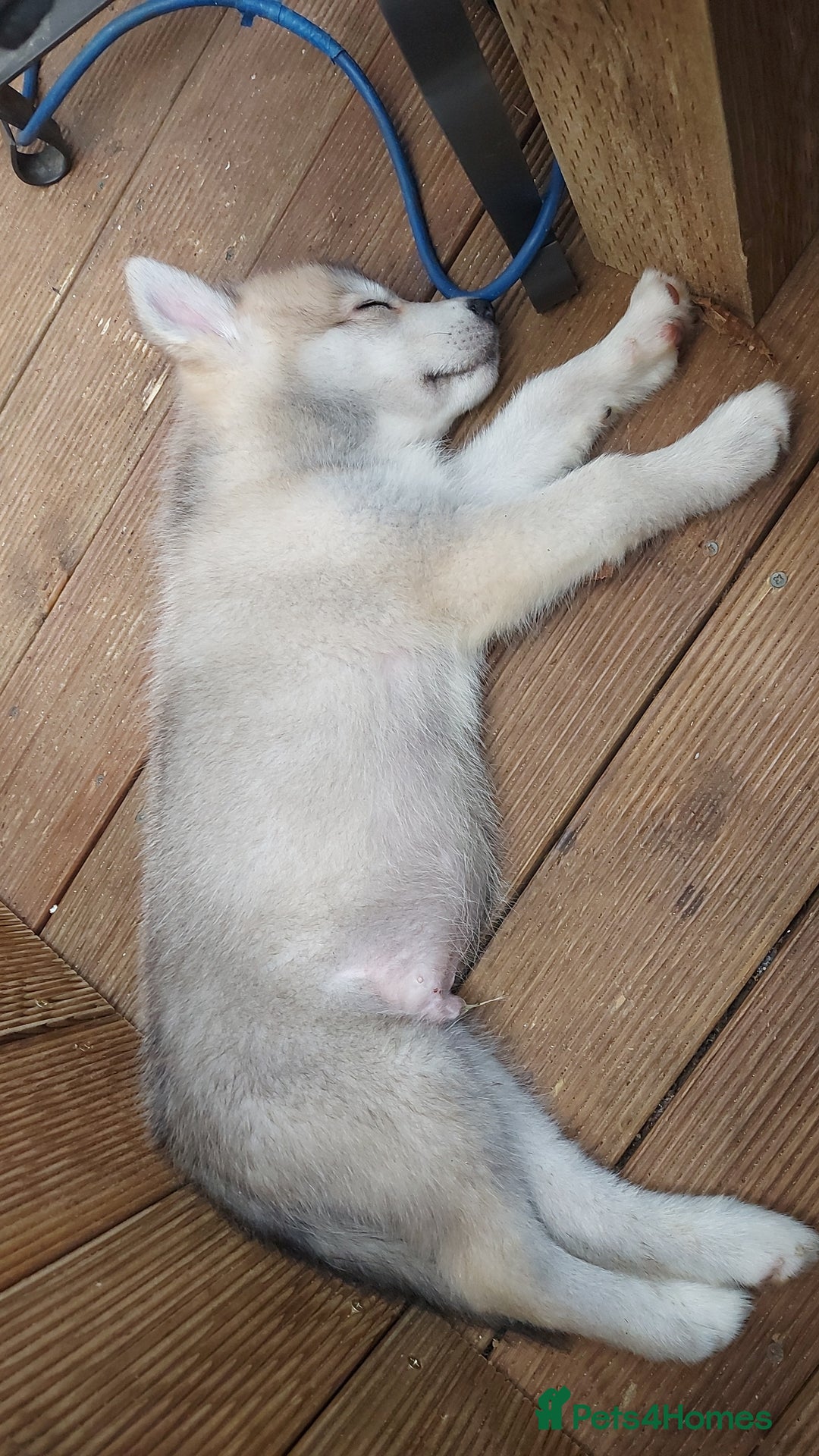 Mixed Breed dogs for sale: Huskita malamutes - Image 10