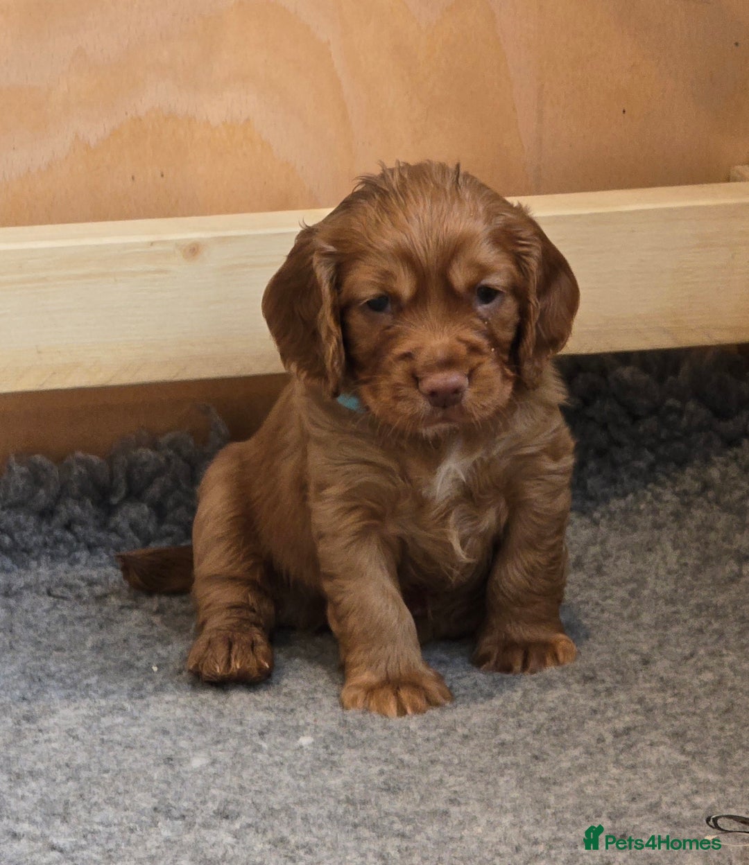 Cocker Spaniel dogs for sale: Working cocker spaniel, kc reg & many FTCH ,3boys - Advert 10