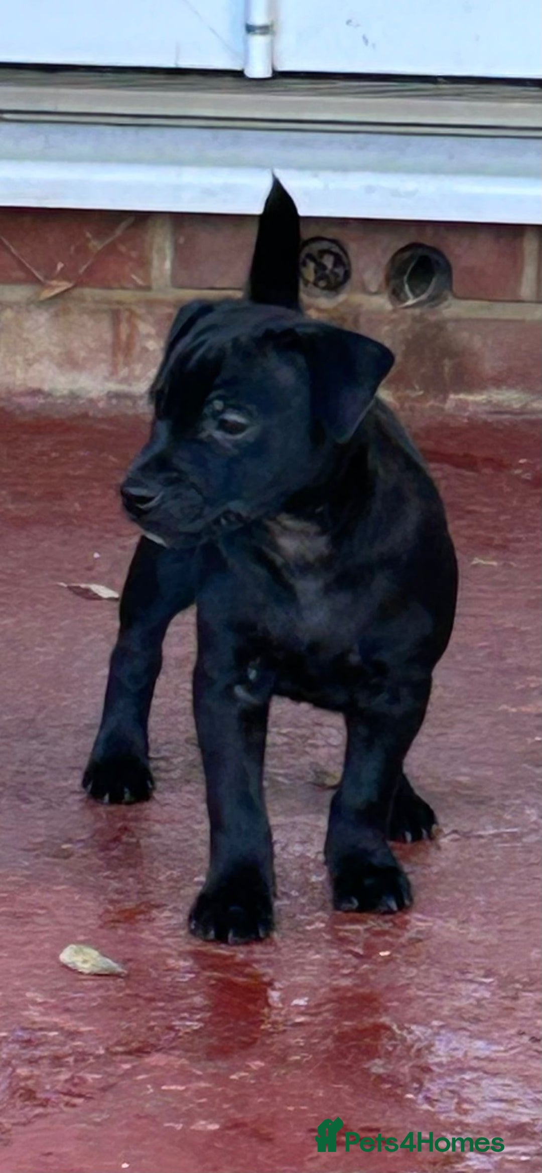 Patterdale Terrier dogs for sale: Patterdale puppy (male) for sale - Advert 3