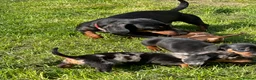 Dachshund dogs for sale: Miniature Daschunds puppies - Advert 30