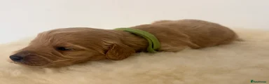 Australian Labradoodle 1