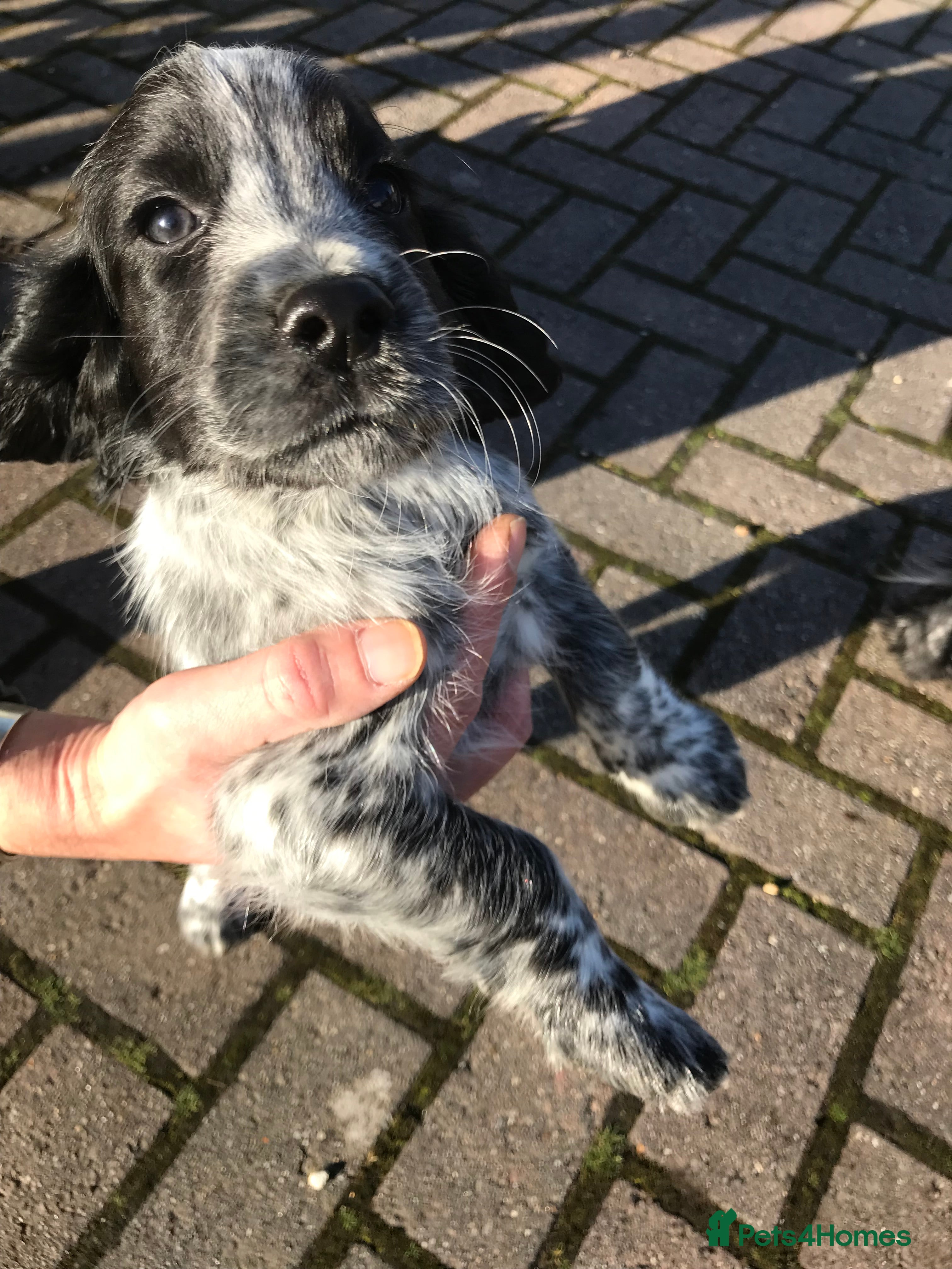 Cocker Spaniel dogs Working Cocker Spaniel Male  - Advert 4