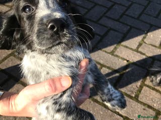 Cocker Spaniel dogs Working Cocker Spaniel Male - Advert 4