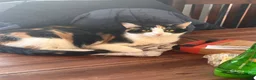 Mixed Breed cats for sale: 2 x female cats to be homed together  - Advert 13