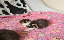 Mixed Breed cats for sale: Beautiful mixed litter - Image 9