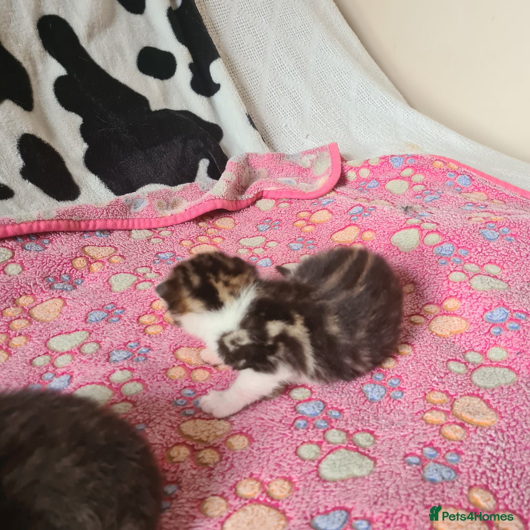 Mixed Breed cats for sale: Beautiful mixed litter - Image 9