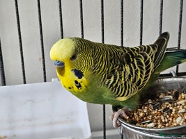 Budgerigars birds - Advert 1