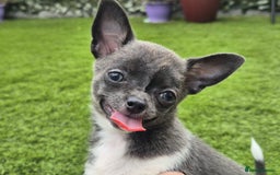Chihuahua dogs for sale: Chihuahua female puppies  - Image 21